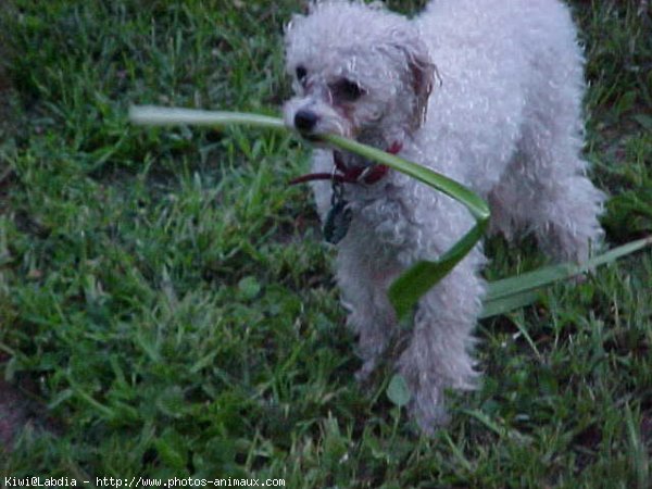 Photo de Caniche moyen