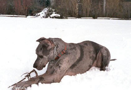 Photo de Dogue allemand