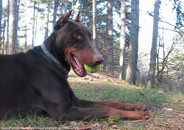 Photo de Dobermann