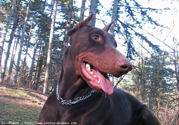 Photo de Dobermann