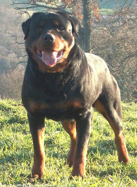 Photo de Rottweiler