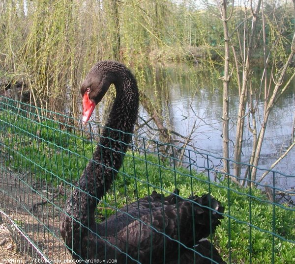 Photo de Cygne