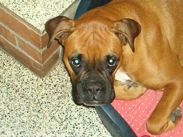 Photo de Boxer