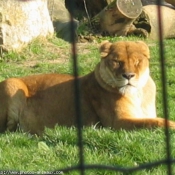 Photo de Lion