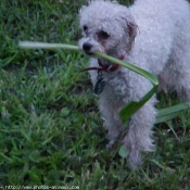 Photo de Caniche moyen