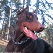 Photo de Dobermann