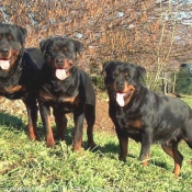 Photo de Rottweiler