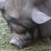 Photo de Cochon