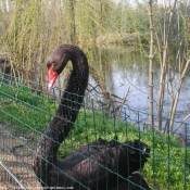 Photo de Cygne