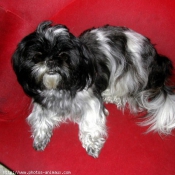 Photo de Shih tzu