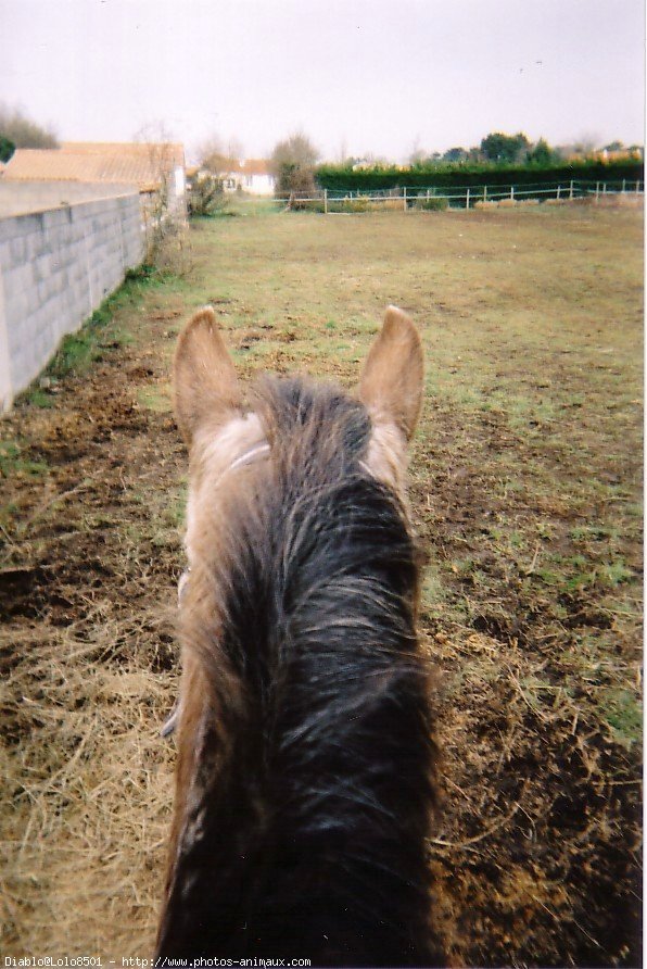 Photo d'Appaloosa