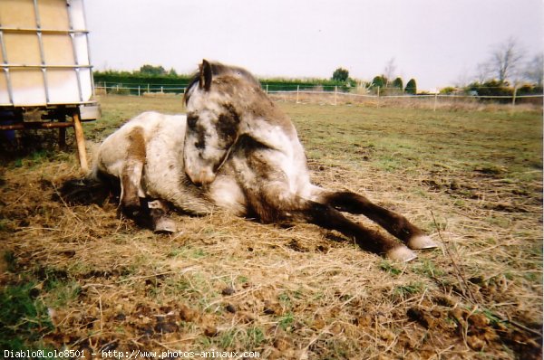 Photo d'Appaloosa