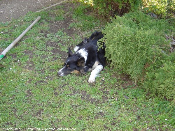 Photo de Border collie