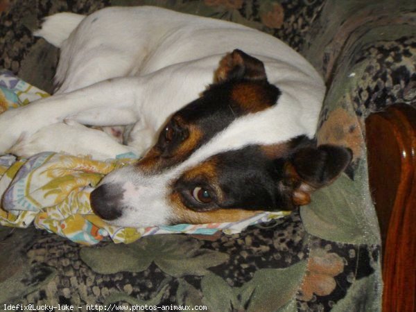 Photo de Jack russell terrier