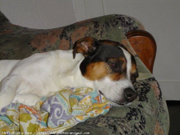 Photo de Jack russell terrier