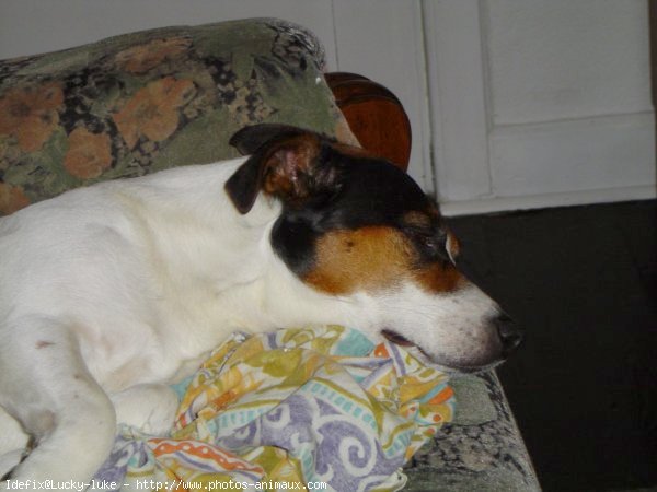 Photo de Jack russell terrier