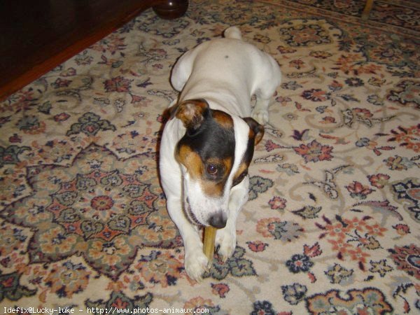 Photo de Jack russell terrier