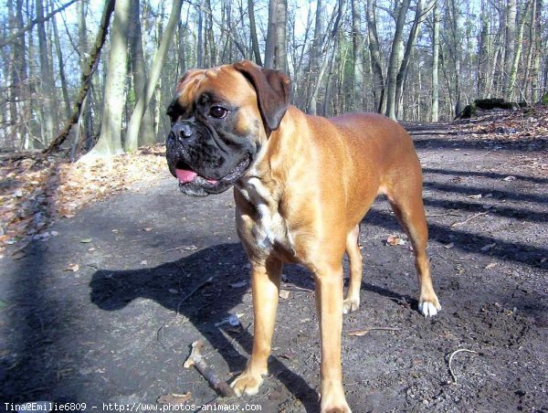 Photo de Boxer