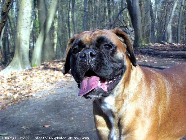 Photo de Boxer