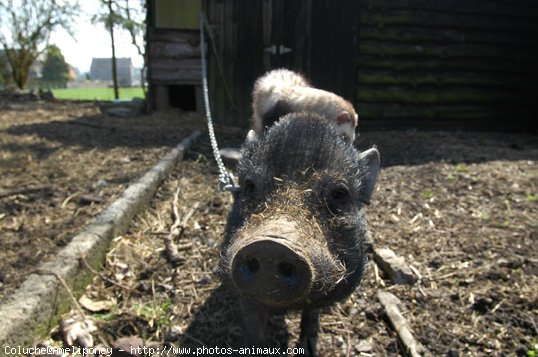 Photo de Cochon