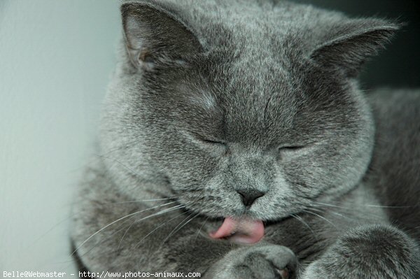 Photo de British shorthair