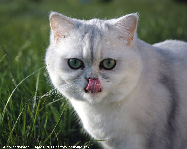 Photo d'Exotic shorthair