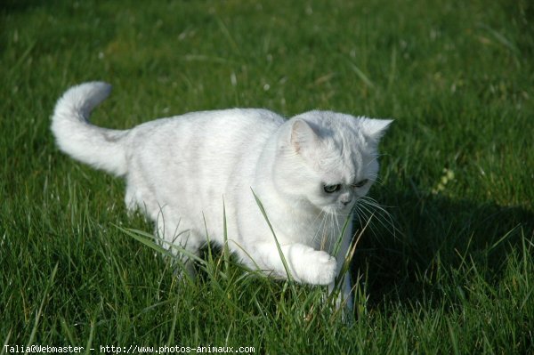 Photo d'Exotic shorthair