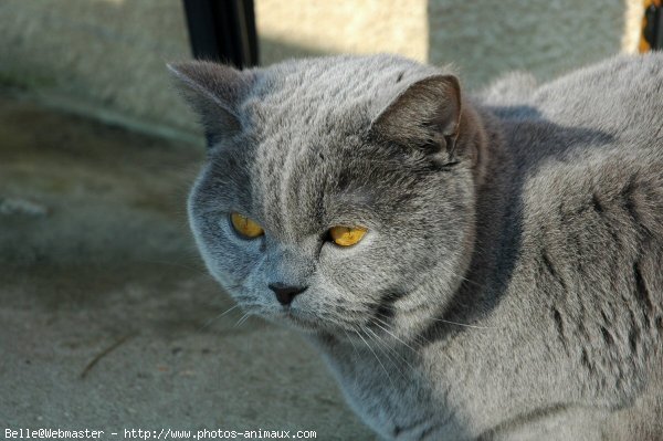 Photo de British shorthair