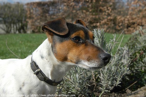 Photo de Jack russell terrier