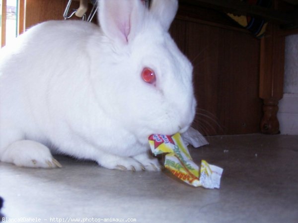 Photo de Lapin