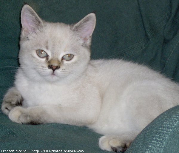 Photo de British shorthair