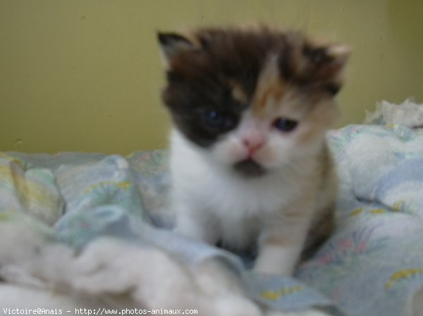 Photo d'Exotic shorthair