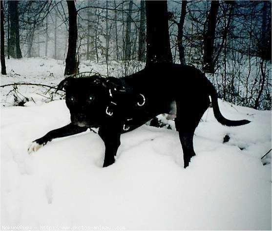 Photo d'American staffordshire terrier