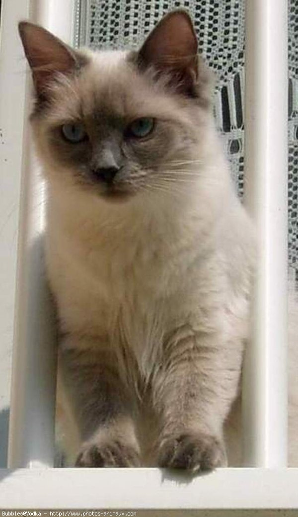 Photo de Ragdoll