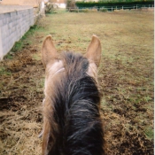 Photo d'Appaloosa