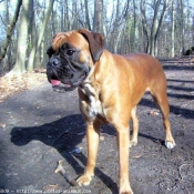 Photo de Boxer