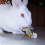 Photo de Lapin