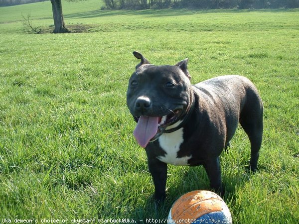 Photo de Staffordshire bull terrier