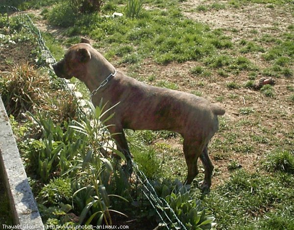 Photo de Chien de cour italien