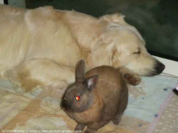 Photo de Golden retriever