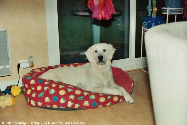 Photo de Golden retriever