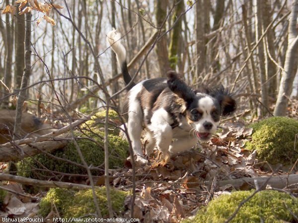 Photo de Cavalier king charles spaniel