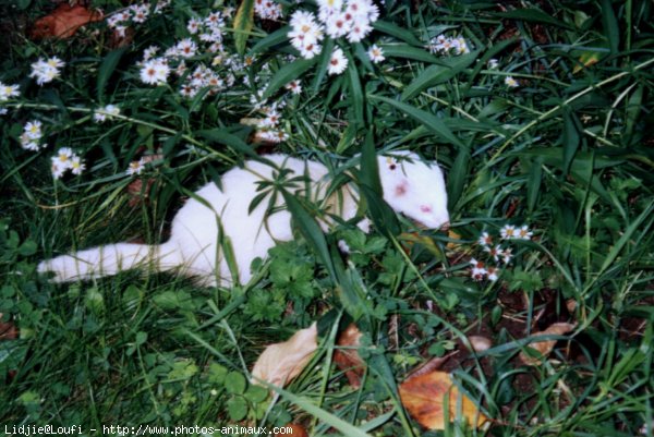 Photo de Races diffrentes