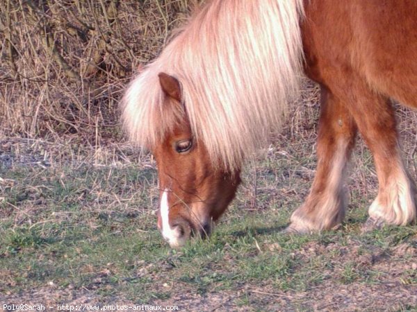 Photo de Shetland