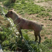 Photo de Chien de cour italien