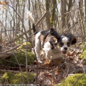 Photo de Cavalier king charles spaniel