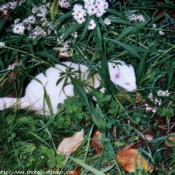 Photo de Races diffrentes