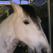 Photo de Poney franais de selle