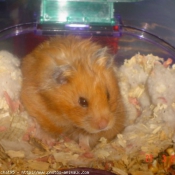 Photo de Hamster