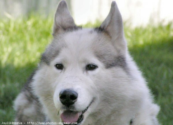 Photo de Husky siberien